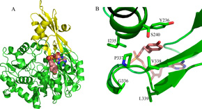 毛白杨4CL蛋白结构揭示其酶活机理