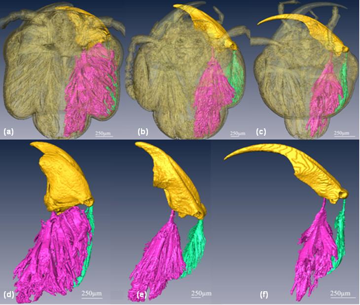 隐翅虫上颚及上颚肌肉的基于显微CT技术的三维形态学研究