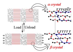高聚物可逆晶型转变导致的可逆片晶增厚现象