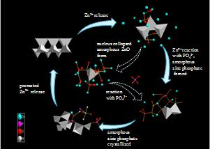 磷酸盐对纳米ZnO溶解、形态和微观形貌的影响