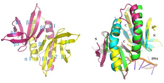 稻瘟病菌中单链DNA结合蛋白MoSub1蛋白的结构解析