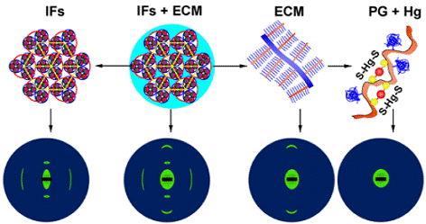 同步辐射小角X射线散射技术研究Hg污染取得进展