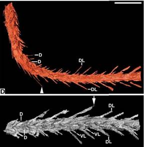 说明: http://www.gxxsggd.com/xwdt/gnxw/2016/201612/W020161213305524774990.jpg